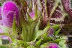 IMG-20260329-WA0003